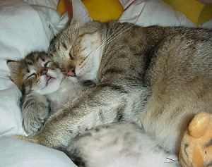 "Cats Cuddling"